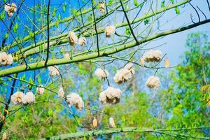 witte zijde katoenboom ceiba pentandra, kapuk randu javanese, de overblijvende vrucht kan worden gebruikt om matrassen en kussens te maken. foto