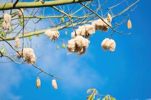 witte zijde katoenboom ceiba pentandra, kapuk randu javanese, de overblijvende vrucht kan worden gebruikt om matrassen en kussens te maken. foto