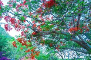 zomerpoinciana phoenix is een bloeiende plantensoort die in de tropen of subtropen leeft. rode vlamboombloem, koninklijke poinciana foto