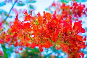 zomerpoinciana phoenix is een bloeiende plantensoort die in de tropen of subtropen leeft. rode vlamboombloem, koninklijke poinciana foto