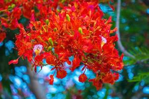 zomerpoinciana phoenix is een bloeiende plantensoort die in de tropen of subtropen leeft. rode vlamboombloem, koninklijke poinciana foto