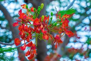 zomerpoinciana phoenix is een bloeiende plantensoort die in de tropen of subtropen leeft. rode vlamboombloem, koninklijke poinciana foto