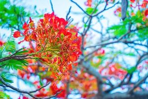 zomerpoinciana phoenix is een bloeiende plantensoort die in de tropen of subtropen leeft. rode vlamboombloem, koninklijke poinciana foto