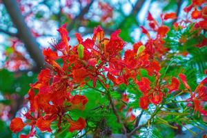 zomerpoinciana phoenix is een bloeiende plantensoort die in de tropen of subtropen leeft. rode vlamboombloem, koninklijke poinciana foto