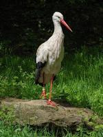 dieren in de dierentuin foto