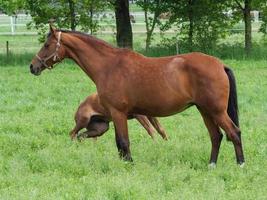 paarden op een weide in duitsland foto