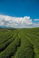 de landschapsmening van choui fong-theeplantages in chiang rai, de noordelijke provincie in thailand. foto