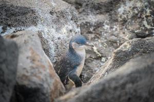 de feeënpinguïn de kleinste pinguïn ter wereld woont op het strand van st.kilda beach het iconische herkenningspunt van het platteland van melbourne in australië. foto