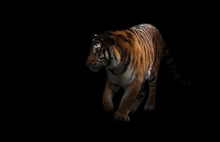 Bengaalse tijger in het donker foto
