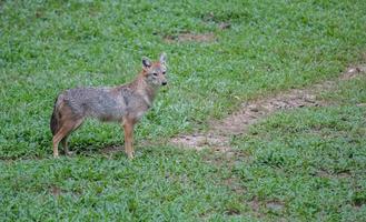 gouden jakhals in dierentuin foto