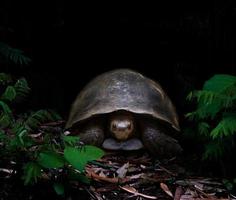 schildpad in het donkere bos foto
