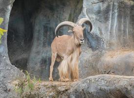 mannelijke barbarijse schapen foto