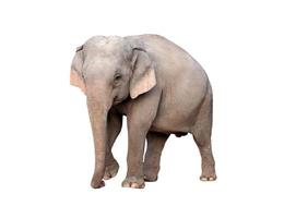 azië olifant geïsoleerd foto
