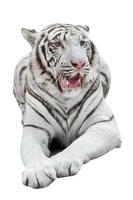 witte Bengaalse tijger geïsoleerd foto