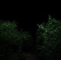 tropisch bos bladplanten struiken donkere nacht foto