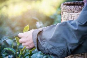 man oogst plukken verse groene theebladeren op hoogland theeveld in chiang mai thailand - lokale mensen met landbouw in hoogland natuur concept foto