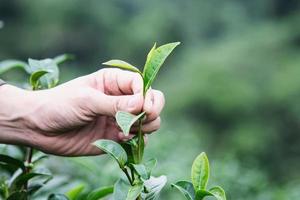 man oogst plukken verse groene theebladeren op hoogland theeveld in chiang mai thailand - lokale mensen met landbouw in hoogland natuur concept foto