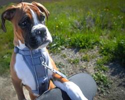 gesneden fawn boxer puppy foto