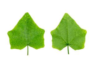 coccinia grandis blad geïsoleerd op een witte achtergrond, groene bladeren patroon foto