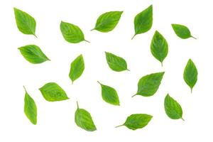 blad verse basilicum geïsoleerd op een witte achtergrond, groene bladeren patroon foto