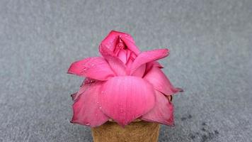 mooie roze lotus close-up. lotusbloem met druppels water op bloemblaadjes verlicht met zonnestralen. foto