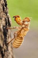 cicade vervellen