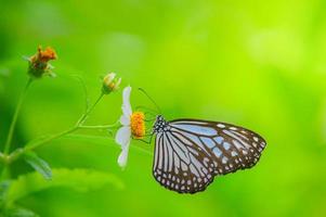 mooie vlinders in de natuur zijn op zoek naar nectar van bloemen in de thaise regio van thailand. foto