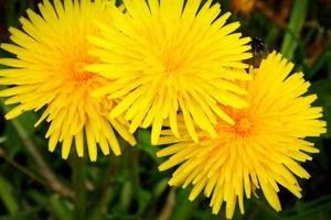 gele gewone paardebloem taraxacum officinale bloeiend foto