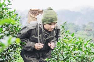 man oogst plukken verse groene theebladeren op hoogland theeveld in chiang mai thailand - lokale mensen met landbouw in hoogland natuur concept foto