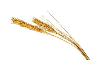 oor van paddy rijst droog geïsoleerd op witte achtergrond foto