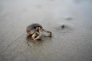 heremietkreeften leven op het zand aan zee foto