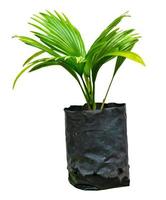 groen palmbladerenpatroon met zwarte zak voor aardconcept, tropisch blad dat op witte achtergrond wordt geïsoleerd foto