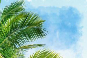 groene bladeren van palm, kokosboom met witte wolk en blauwe hemelachtergrond, aquarel digitale schilderstijl foto