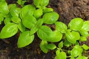 verse basilicum op een donkere achtergrond. groene basilicum. groene basilicum op een donkere achtergrond. foto