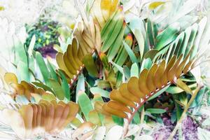 groene bladeren patroon, blad zamia furfuracea in het bos, aquarel digitale schilderstijl foto