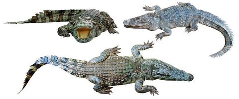 collectie krokodil geïsoleerd op witte achtergrond foto