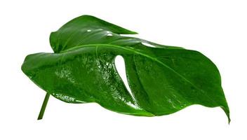groene bladeren patroon, blad monstera met waterdruppel geïsoleerd op een witte achtergrond foto
