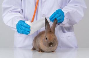 dierenartsen gebruikten een verband om het pluizige konijnenoor te wikkelen om het oor nat te maken. concept van dierengezondheidszorg met een professional in een dierenziekenhuis foto