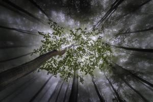 mistig uitzicht op de lente foto