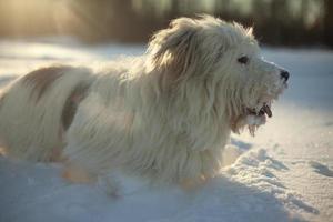 hond in de sneeuw. wandelen met huisdier. hond met wit haar in de winter in het park. foto