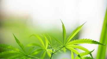 close-up van prachtige cannabis marihuana groen blad natuur uitzicht op wazig groen achtergrond in tuin met kopie ruimte gebruiken als achtergrond voorblad concept. foto
