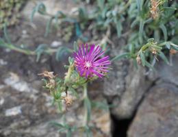 paarse bloem selectieve focus foto