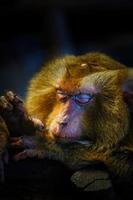 de aap slaapt op het hout. noordelijke varkensstaart makaak foto