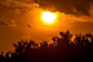 de zonsondergang met silhouet van de palmbomen foto