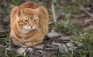 mooie kat zittend in de grond met scherp gezicht en onscherpe achtergrond foto