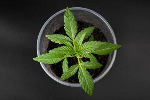 groene cannabisspruit in een glas, jonge marihuanaplant op een donkere achtergrond foto