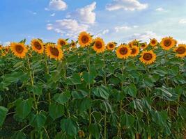 behang van zonnebloem, veld, natuur, zomer, blauwe lucht, gele bloemen foto