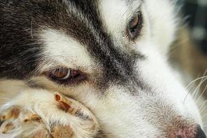 het rechterooggebied van de Siberische hond. Het heeft bruine ogen en een zwart-witte vacht. foto