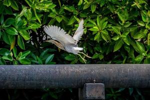 de Chinese vijverreigervogel vliegt. op een lichtgroene boomachtergrond foto