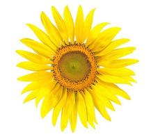 gele zonnebloem geïsoleerd op schrijfachtergrond foto
